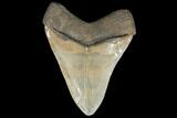 Serrated, Fossil Megalodon Tooth - Beautiful Enamel #134268-2